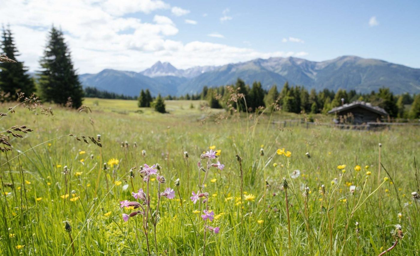 2 angebot suedtiroler almbluete