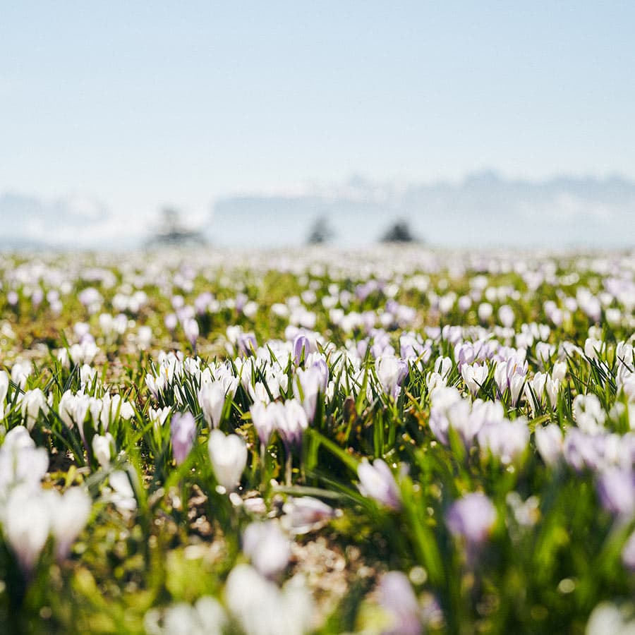 fruehling luesner alm